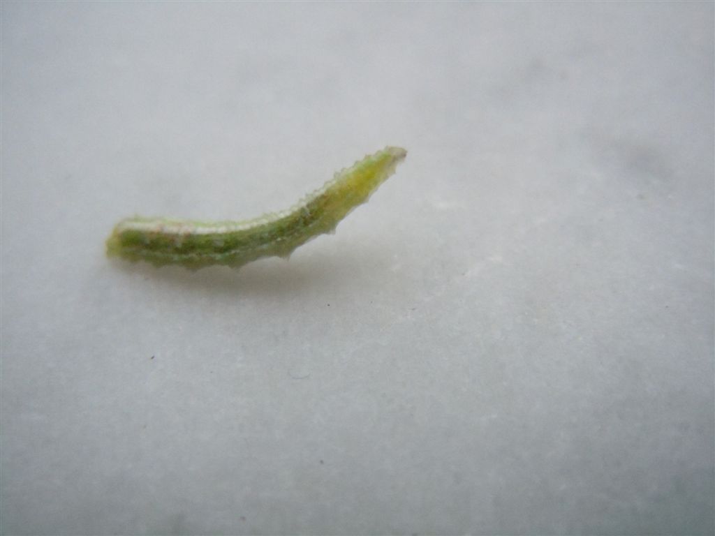 Larva di Syrphidae